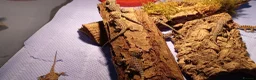 Bearded Dragon reptiles for sale: Babies bearded dragons  - Advert 8