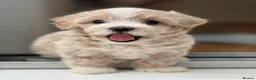 Maltipoo dogs for sale: * Tiny Korean Maltipoo Babies * - Advert 35
