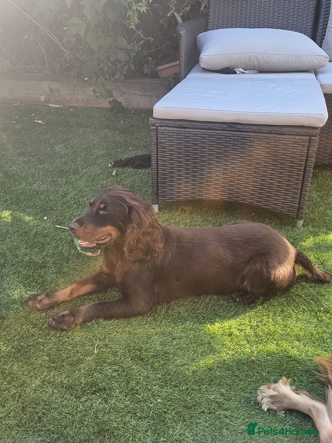 Cocker Spaniel dogs for sale: 4 stunning cocker spaniel pups - Advert 2