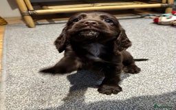 Cocker Spaniel dogs for sale: Beautiful show type puppies  - Image 8