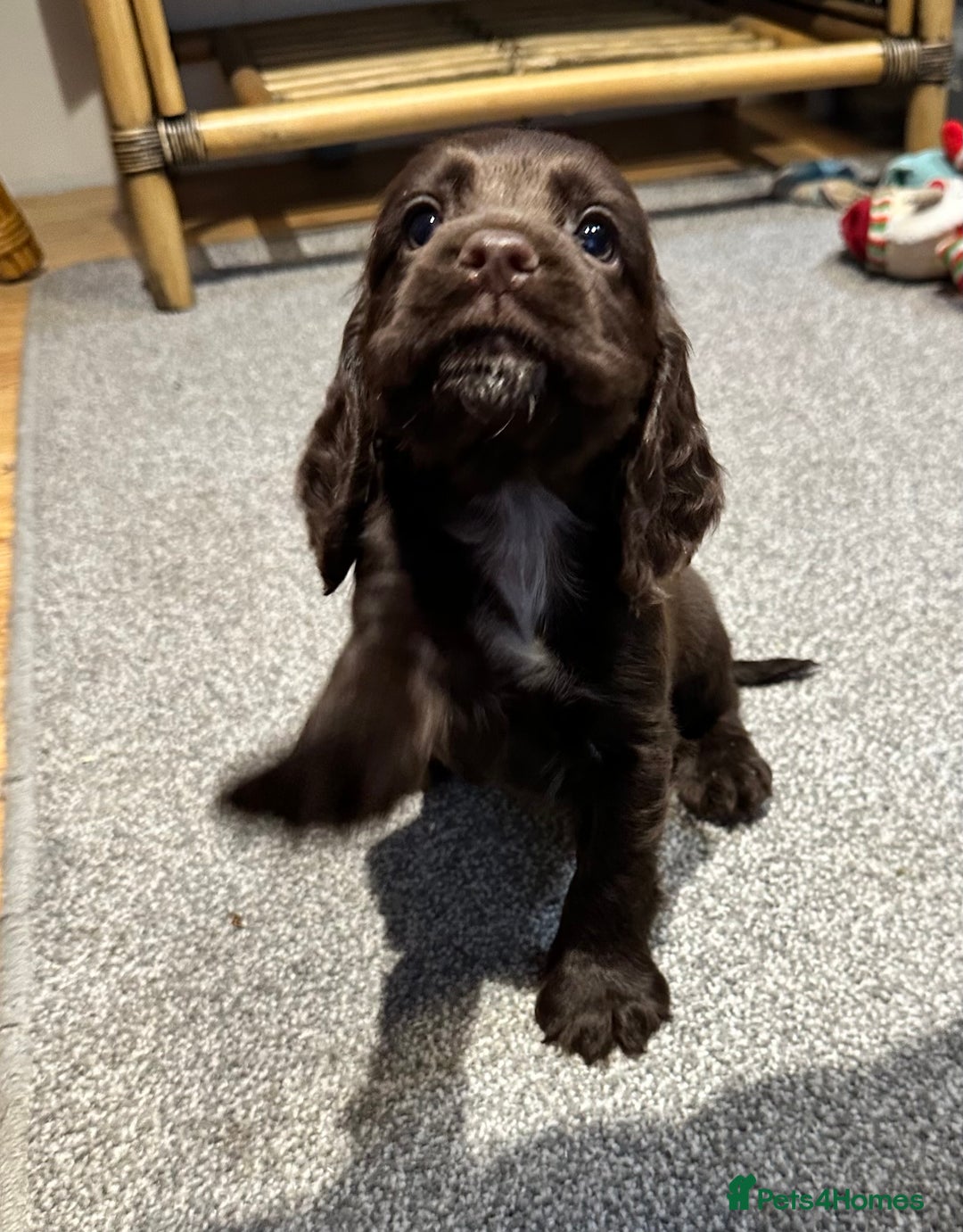 Cocker Spaniel dogs for sale: Beautiful show type puppies  - Image 8