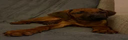 Rhodesian Ridgeback dogs for sale: KC Rhodesian Ridgebacks - Advert 8