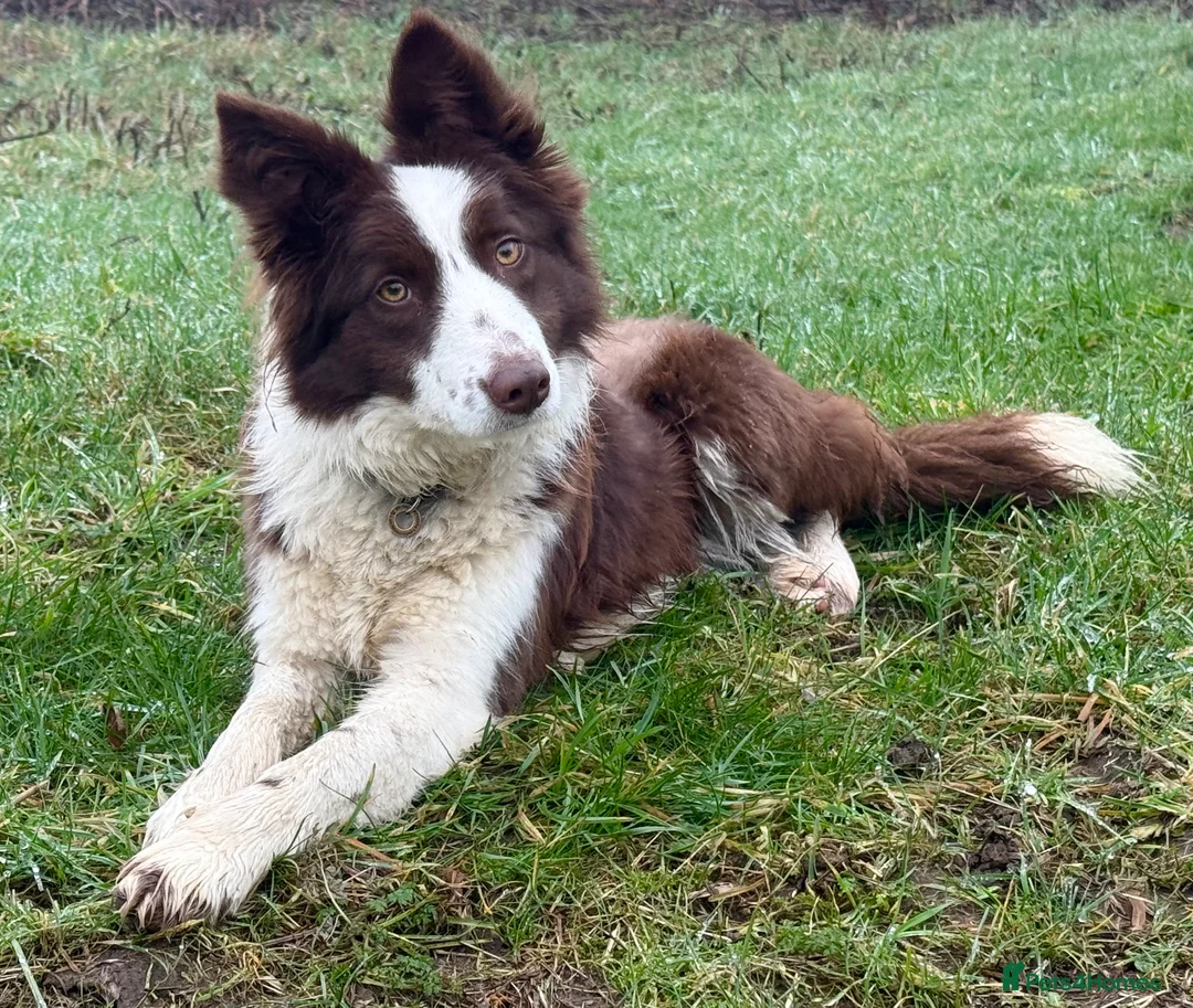 Border Collie dogs for sale: Red and white Border Collie female.  - Advert 1