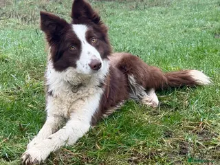 Border Collie dogs Red and white Border Collie female. - Advert 1