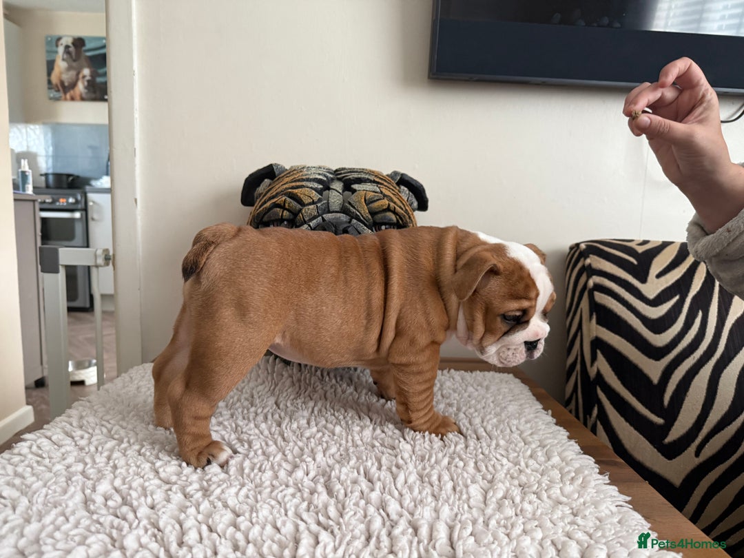 English Bulldog dogs for sale: 2 Beautiful Red & White English Bulldogs - Image 29