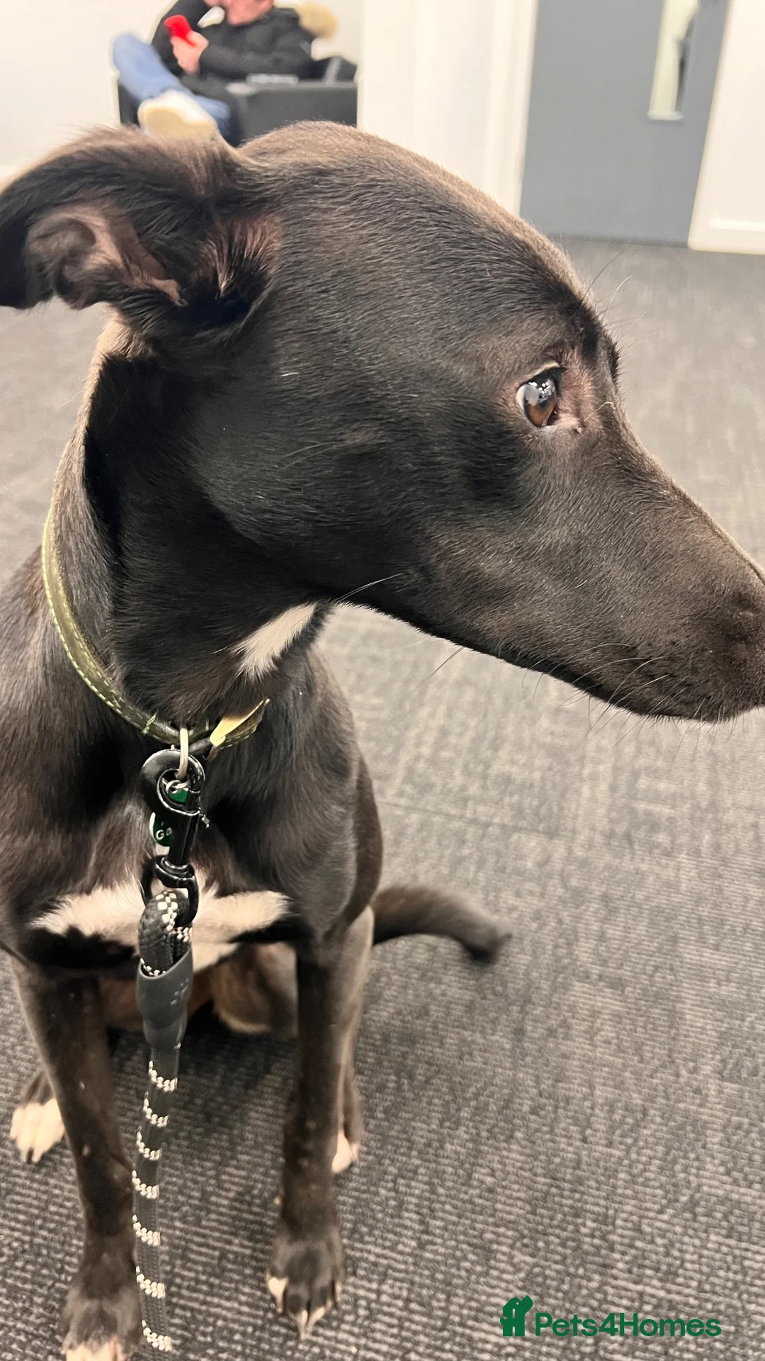 Mixed Breed dogs for sale: Looking to rehome  in Rye - Advert 7
