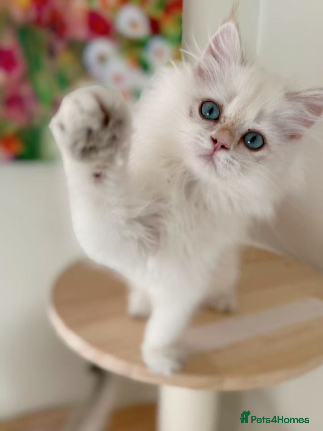 British Longhair cats for sale: Stunning Golden British Longhair Kittens - Advert 13