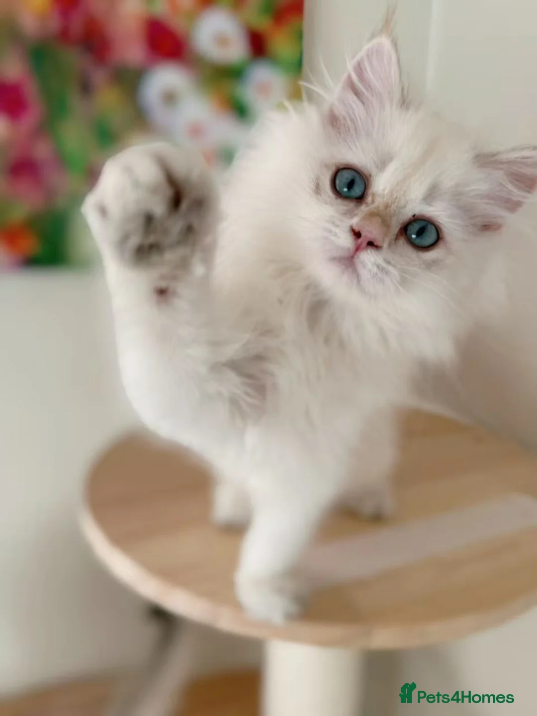 British Longhair cats for sale: Stunning Golden British Longhair Kittens - Advert 11