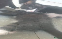 Domestic Shorthair cats for sale: Domestic kittens for sale - Image 6