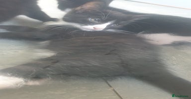 Domestic Shorthair cats Domestic kittens for sale - Advert 4