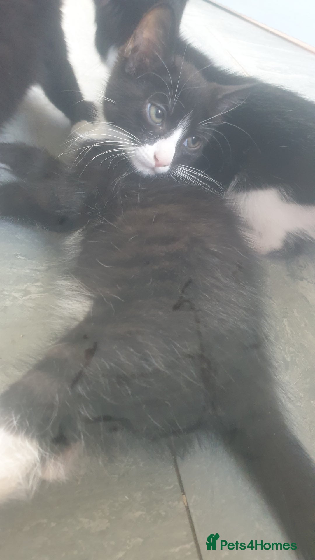 Domestic Shorthair cats for sale: Domestic kittens for sale - Image 6