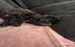 Shihpoo dogs for sale: Coco  - Image 2