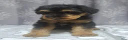 Airedale Terrier dogs for sale: Gorgeous Airedale Litter! - Advert 11
