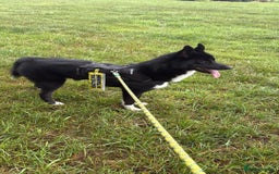 Siberian Husky dogs for sale: This is Loki  - Image 6