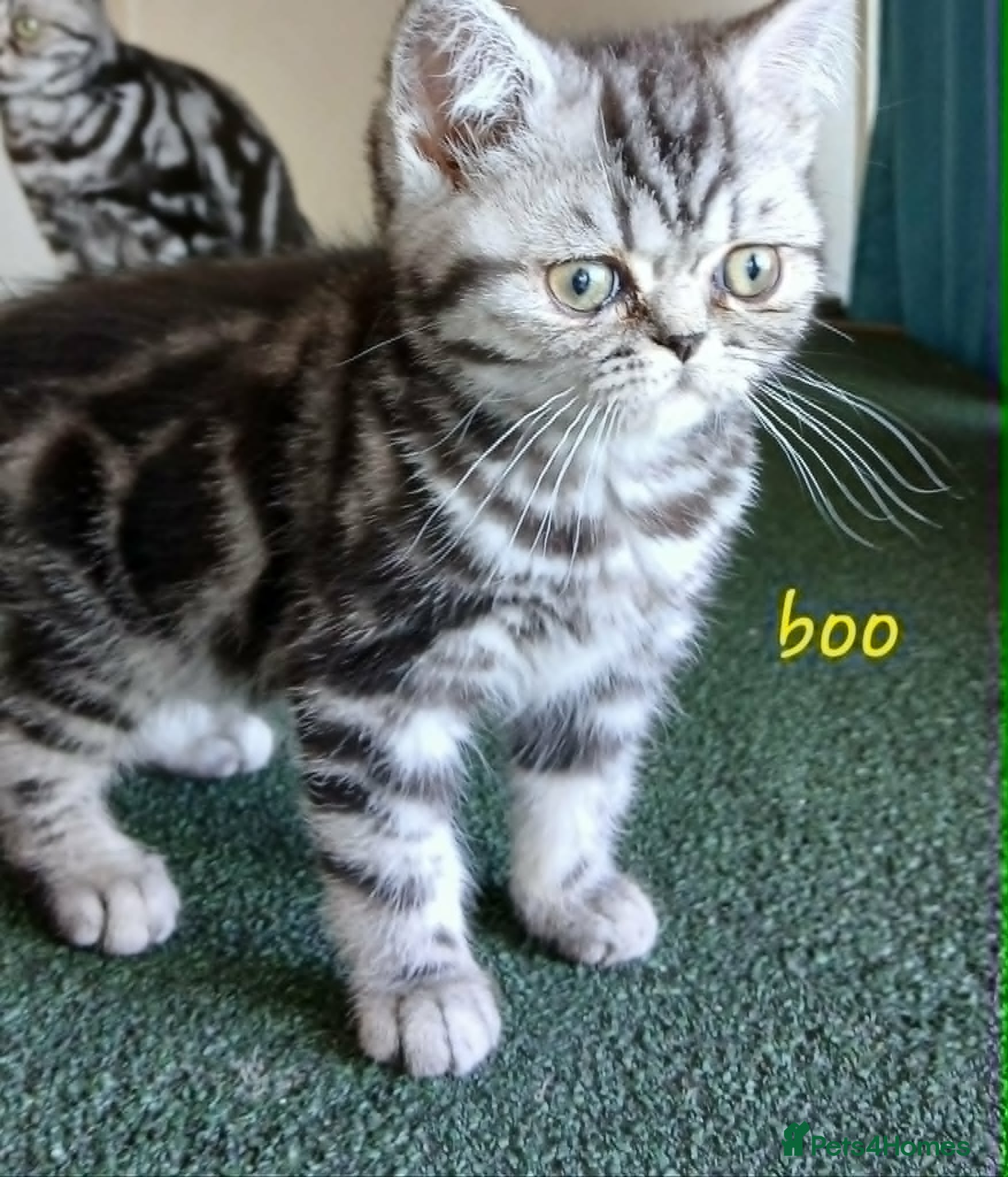 British Shorthair cats Bsh. Silver clasic tabby . - Advert 8