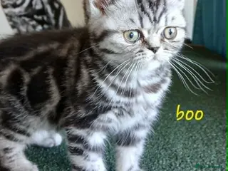 British Shorthair cats Bsh. Silver clasic tabby . - Advert 8