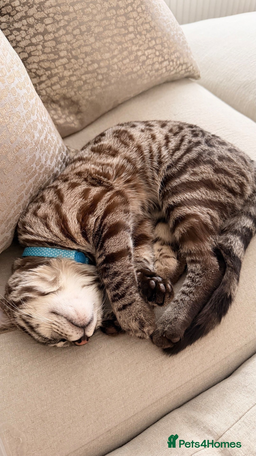 Bengal cats Kairo, Male Bengal  - Advert 1