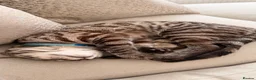 Bengal cats for sale: Kairo, Male Bengal  - Advert 3