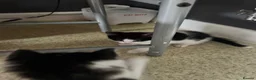 Mixed Breed cats for sale: Four Kittens for Sale - Advert 11
