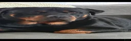 Rottweiler dogs for sale: rottweiler puppys - Advert 11