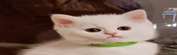 British Longhair cats for sale: Pedigree/Executive/Top quality white kitty left - Advert 2