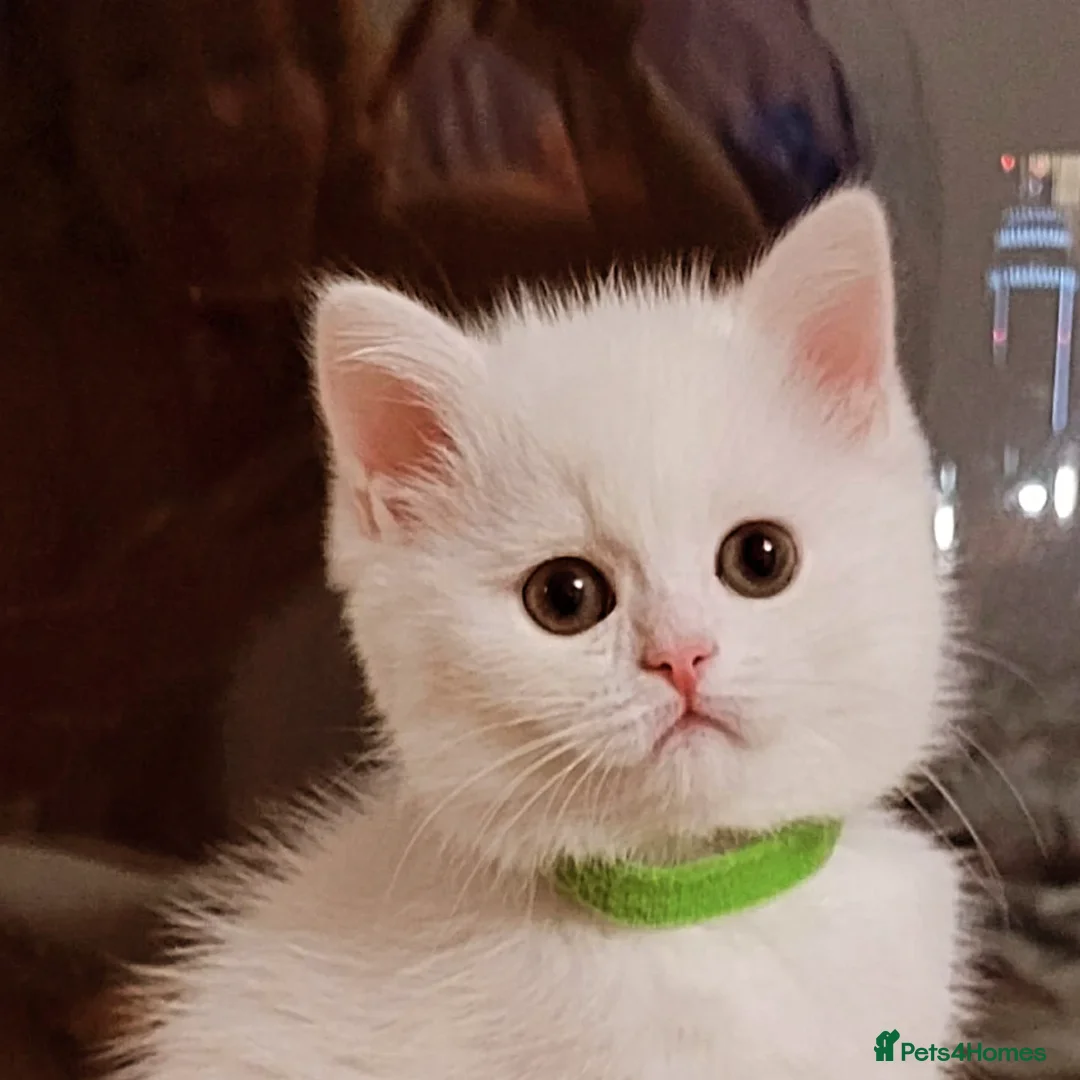 British Longhair cats for sale: Pedigree/Executive/Top quality white kitty left - Advert 2