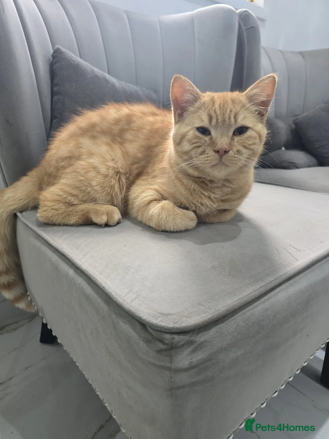 British Shorthair cats for sale: Beautiful Ginger British Shorthair Male - Advert 2