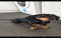 Miniature Dachshund dogs for sale: Miniature dashound pup  - Image 1