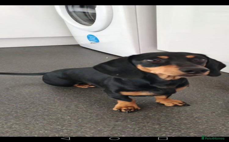 Miniature Dachshund dogs - Advert 1
