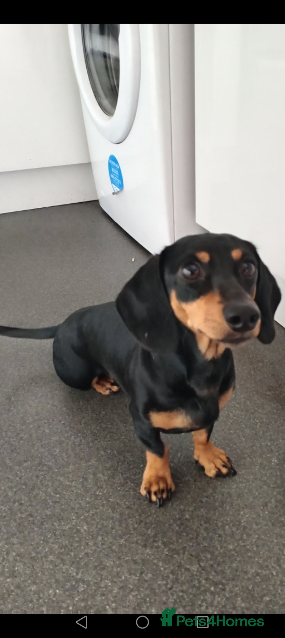 Miniature Dachshund dogs for sale: Miniature dashound pup  - Image 1