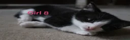 Mixed Breed cats for sale: 💛 kittens 💛 - Advert 13