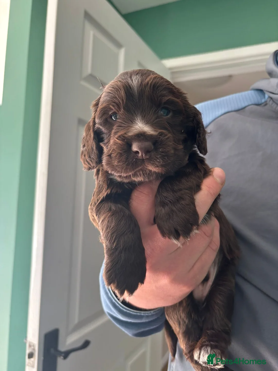 Cocker Spaniel dogs for sale: Last chocolate cocker spaniel puppy!!  - Advert 2