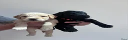 Mixed Breed dogs for sale: Last 2! Gorgeous Ultimate Doodles - Advert 8