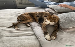 Mixed Breed dogs for sale: Lurcher bitch age 4  - Image 2