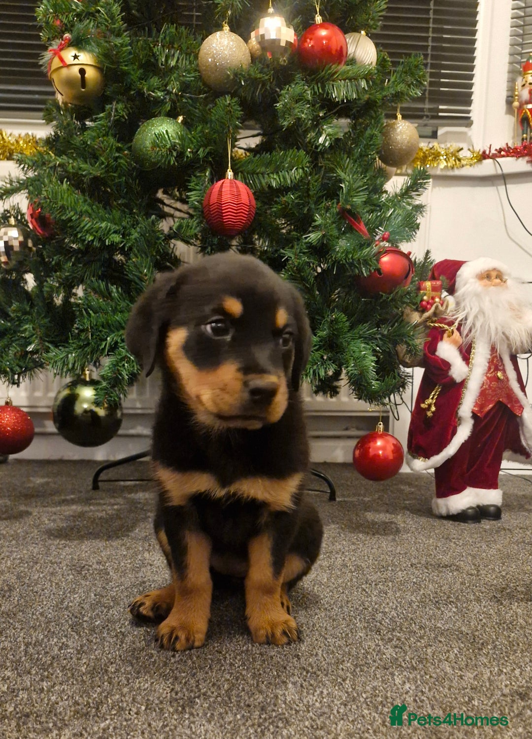 Rottweiler dogs for sale: Female rottweiler  - Advert 2