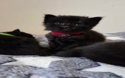 Mixed Breed cats for sale: One male and female tabby kittens  - Image 18