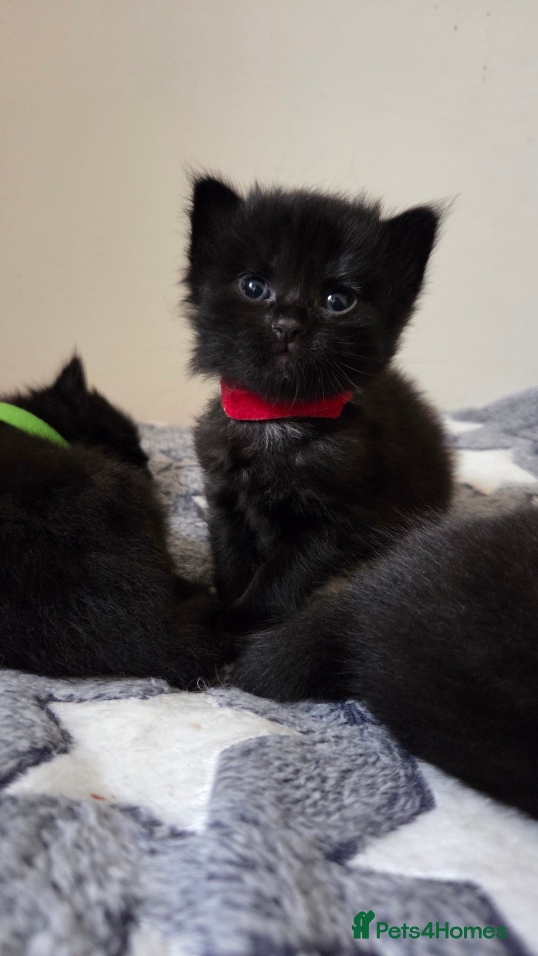 Mixed Breed cats for sale: One male and female tabby kittens  - Image 18