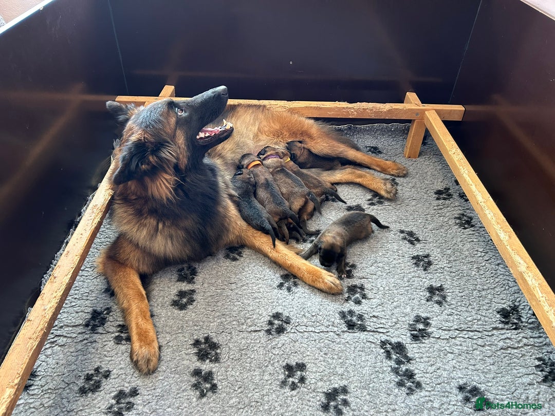 Belgian Shepherd Dog dogs for sale: Belgian Tervuren Shepherd Males available now - Advert 5