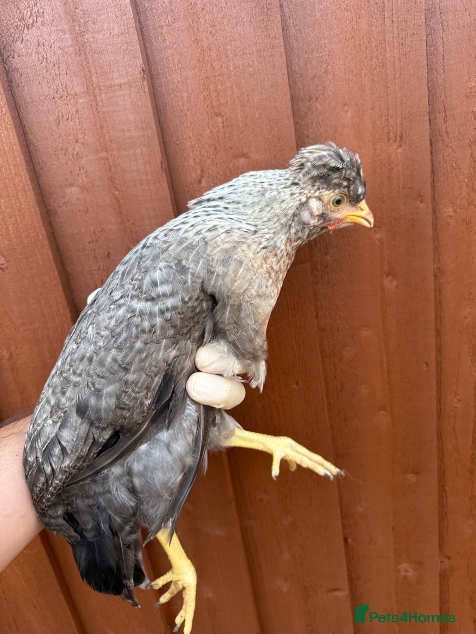 Chickens poultry Cream Legbar hens 11 available  - Advert 2
