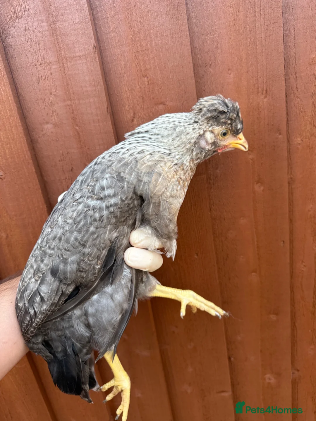 Chickens poultry for sale: Cream Legbar hens 11 available  - Advert 2