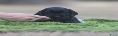 Cocker Spaniel 7