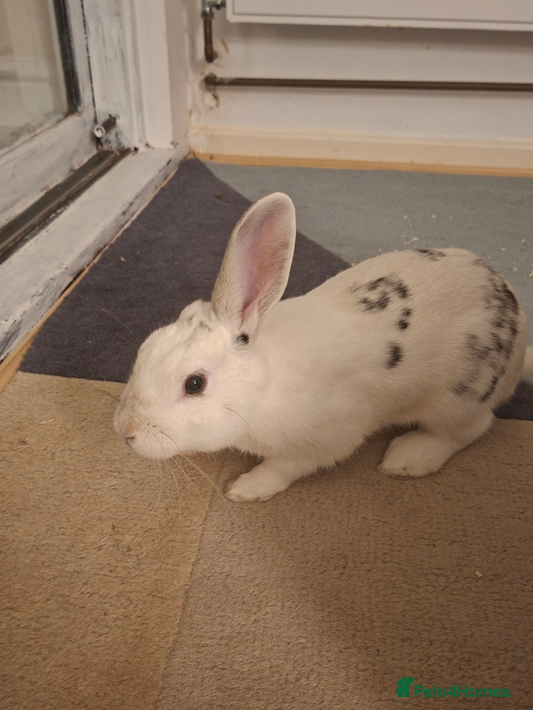 New Zealand rabbits for sale: Rabbit White Rabbits 🐇 - Image 4