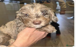 Mixed Breed dogs for sale: Doxipoo 1 male 3 female  - Advert 5