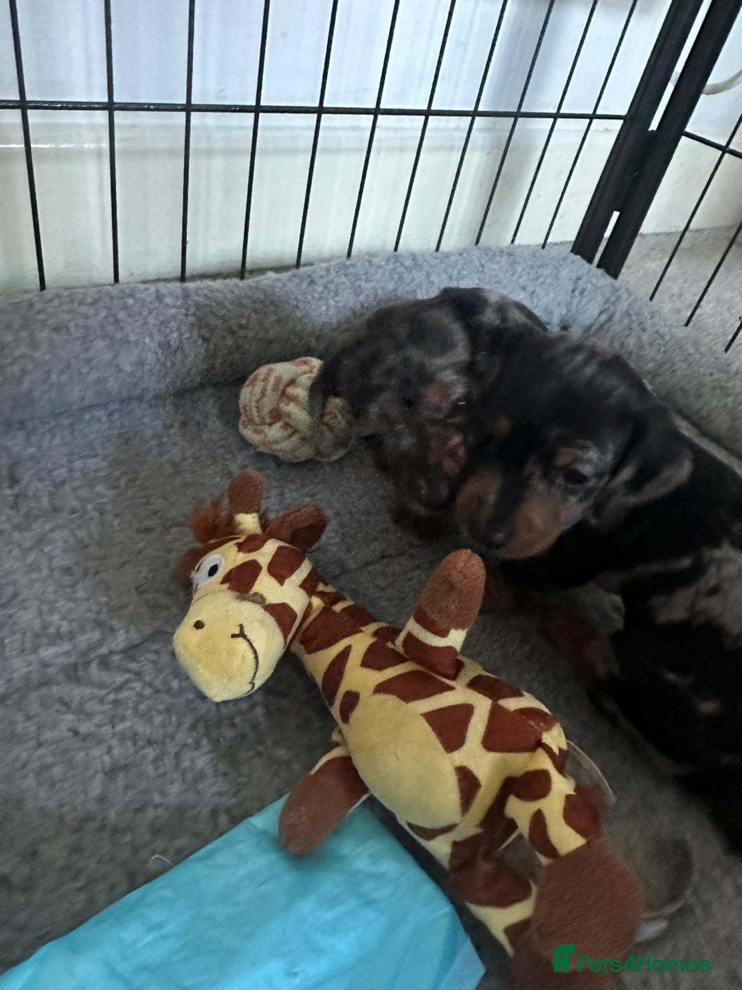 Miniature Dachshund dogs for sale: Miniature dashound puppies 💕💙  - Image 10