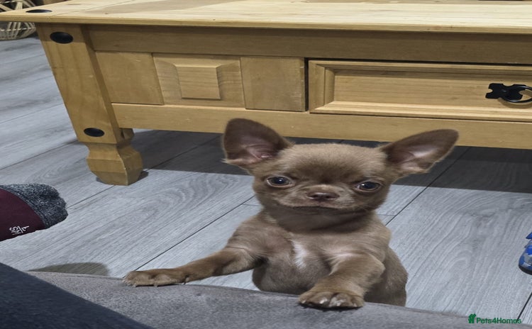 Chihuahua dogs - Advert 1