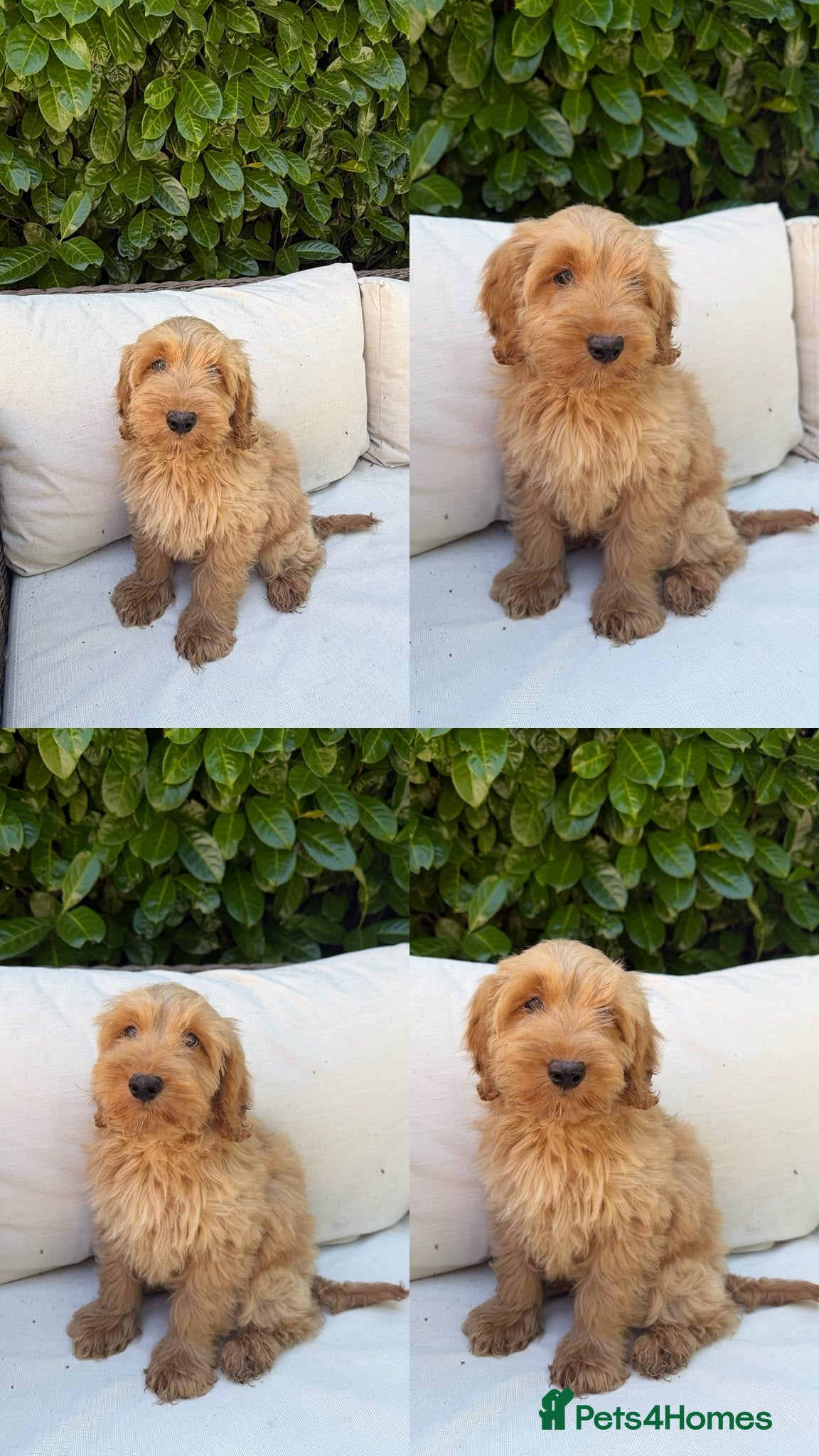 Cockapoo dogs F2b cockapoo puppies - Advert 13