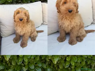 Cockapoo dogs F2b cockapoo puppies - Advert 13