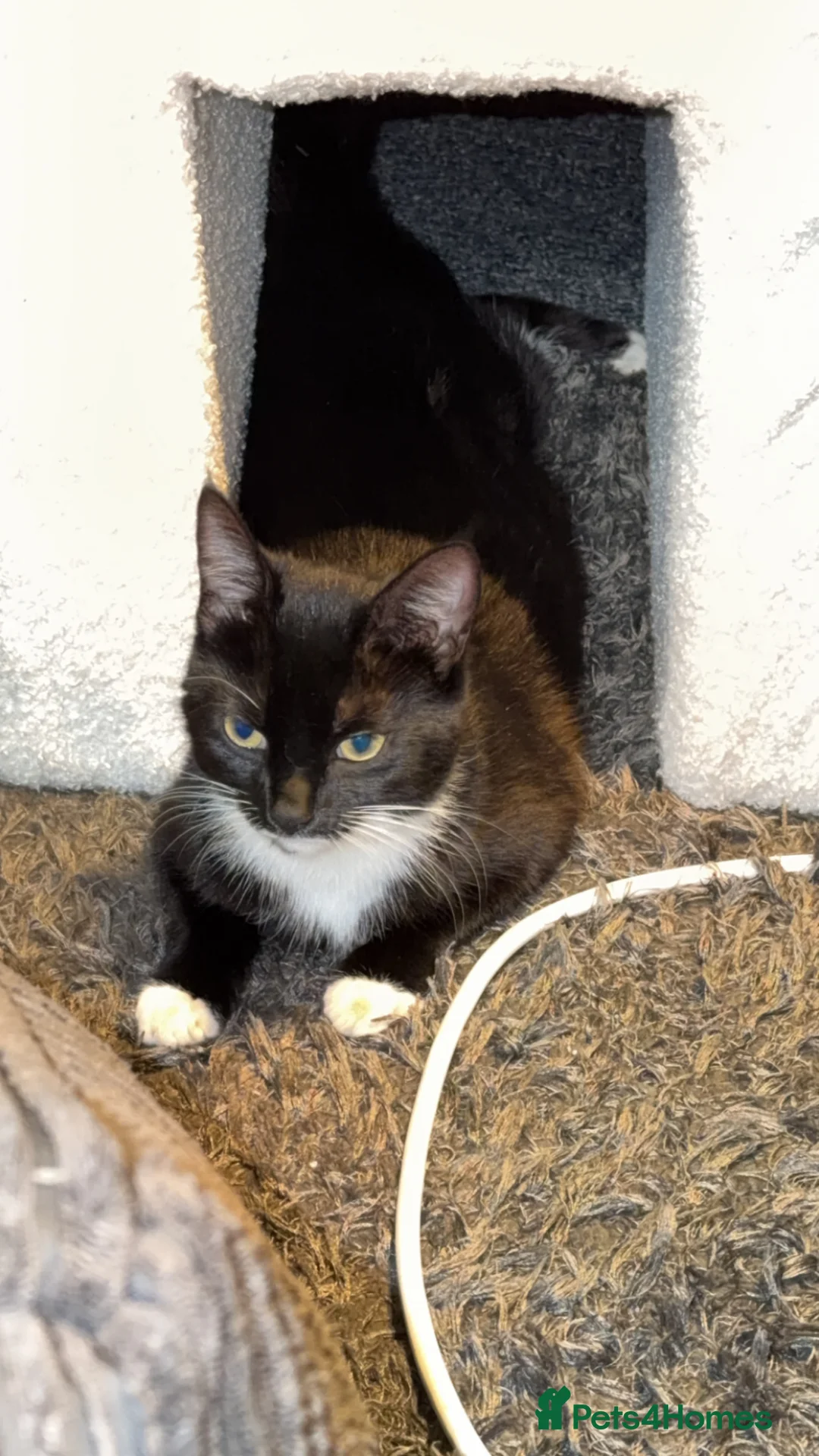 Domestic Shorthair cats for sale: 4 lovely kittens looking for a forever home  in Downham Market - Advert 5