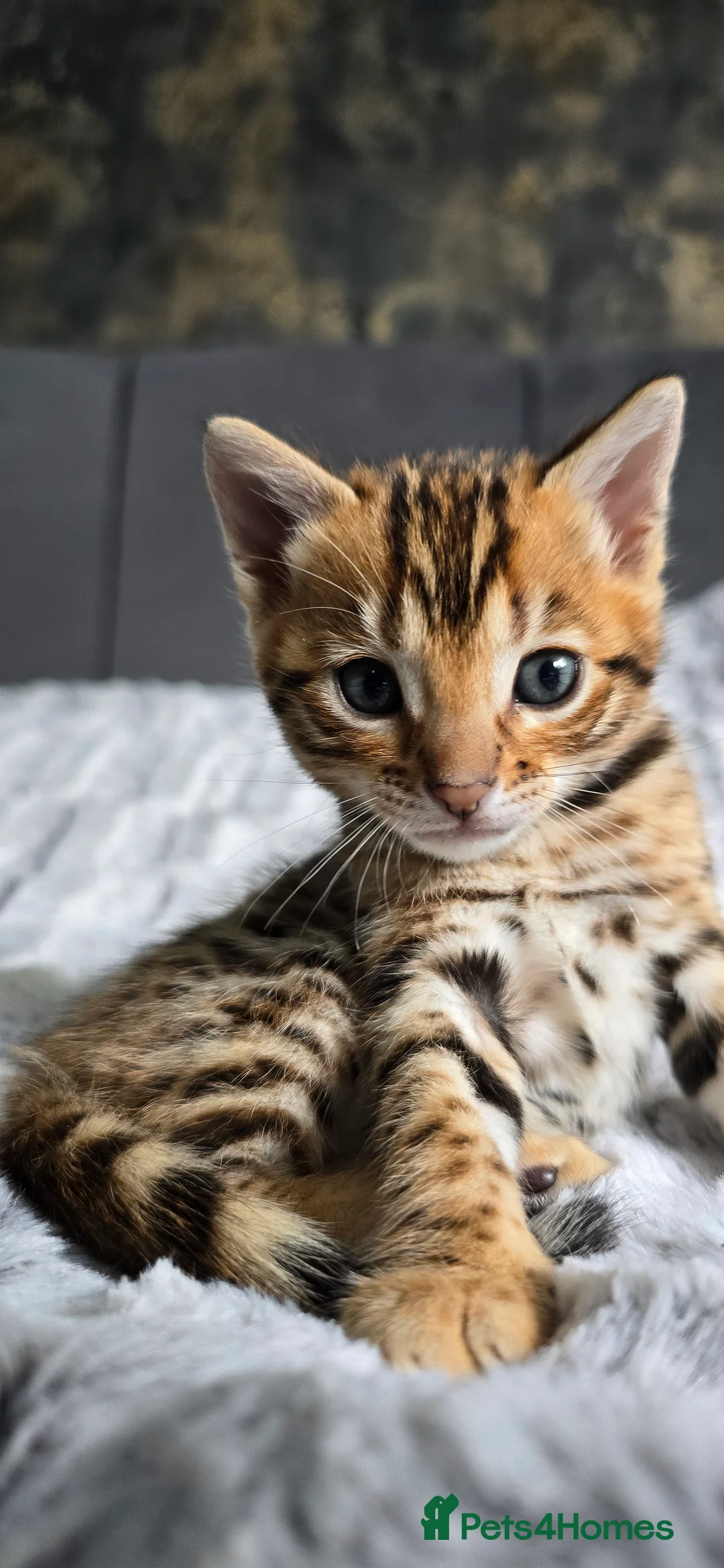 Bengal cats for sale: Waiting list open for kittens 2026-expecting 27.01 - Advert 14