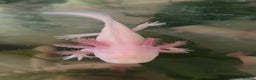 Axolotl reptiles for sale: 8 month leucistic albino pink axolotls £45 each - Advert 9